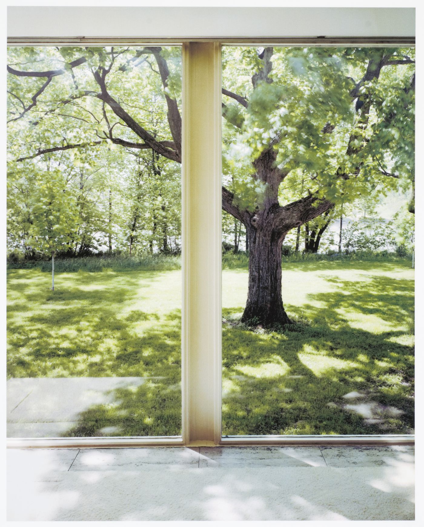 Farnsworth House, Plano, Illinois: the linden tree