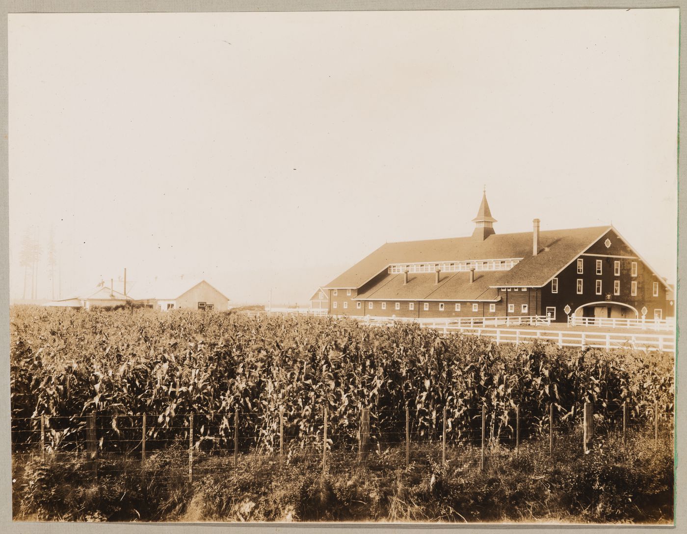 View of the Provincial Government Demonstration Farm (also known as the Colony Farm) showing stables [?], paddock, and outbuilding with cornfield in the foreground, Coquitlam (now Port Coquitlam), British Columbia, Canada
