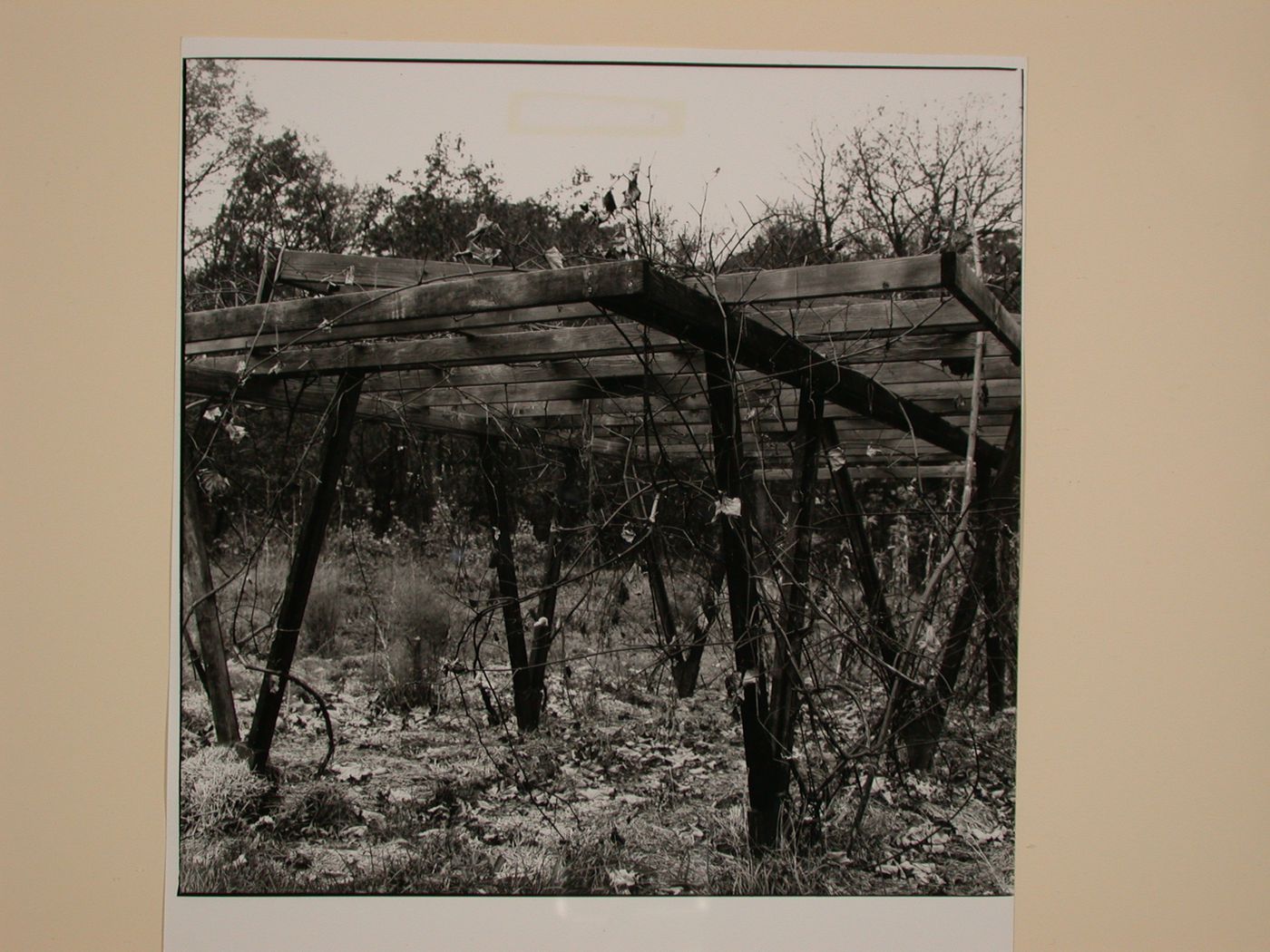 View of the grape arbor on the Caldwell Farm, Bristol, Wisconsin