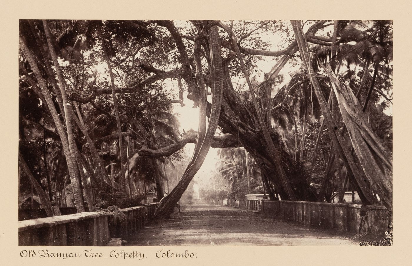 View of a street and an old banyan tree surrounded by other trees, Colombo, Ceylon (now Sri Lanka)