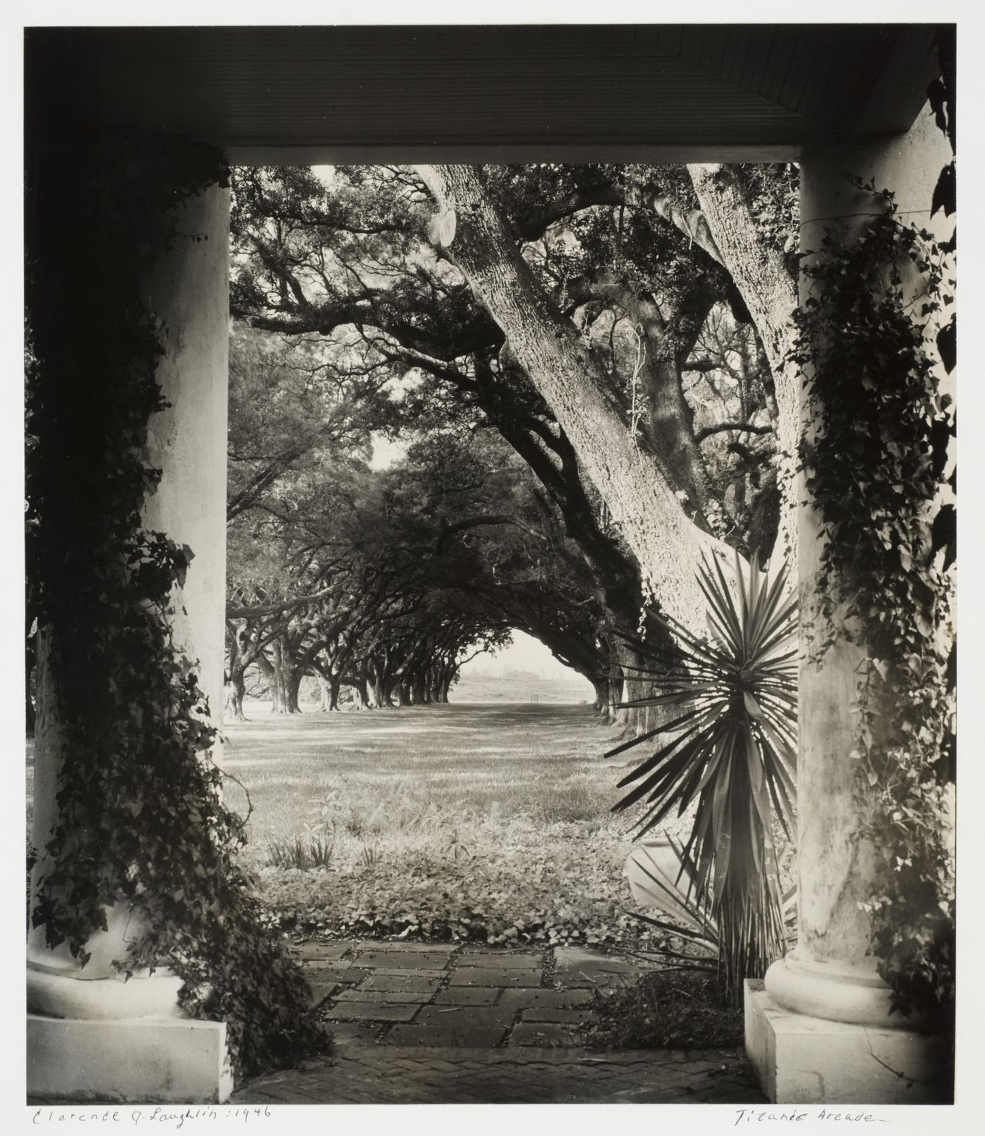 View of Oak Alley Plantation from front verandah, Vacherie, Louisiana