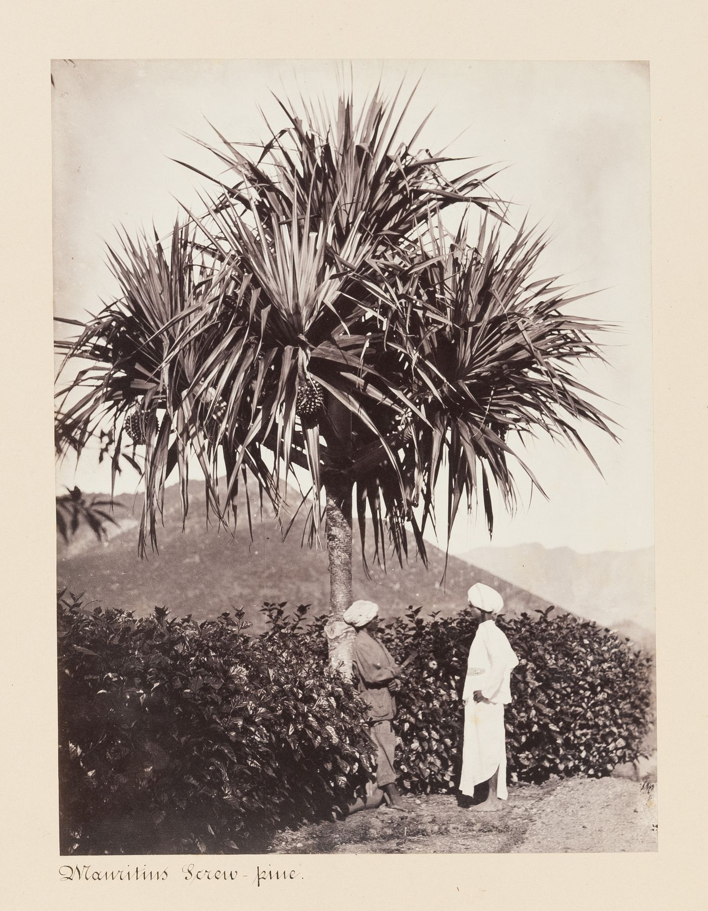 View of people in front of a Mauritius Screw-pine, Ceylon (now Sri Lanka)