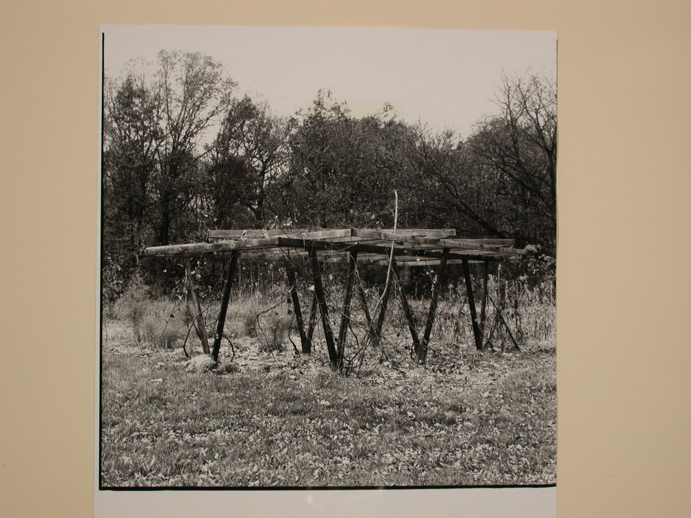 View of the grape arbor on the Caldwell Farm, Bristol, Wisconsin