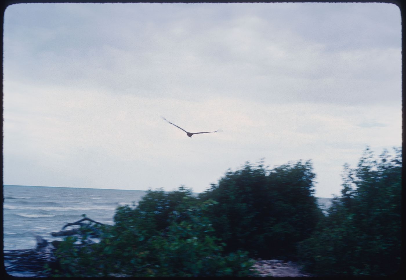 Bird in landscape, Jamaica