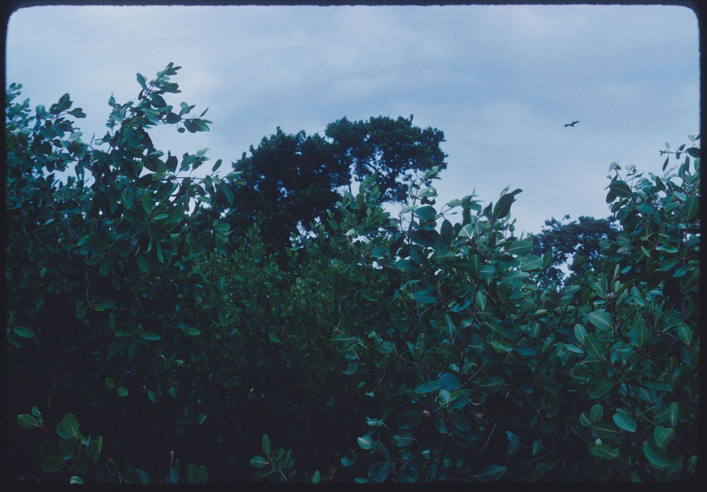 Bird in landscape, Jamaica