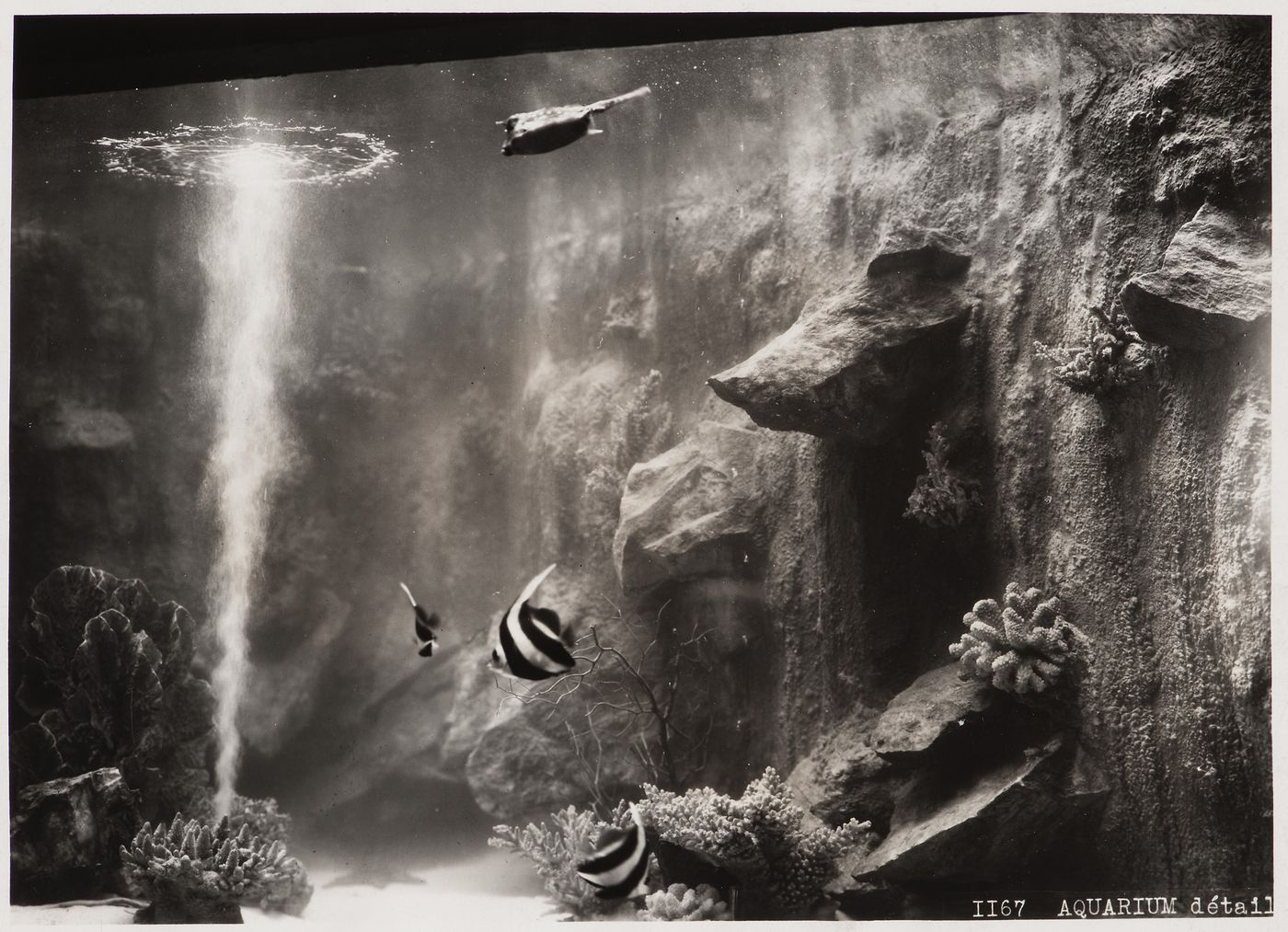 View of fish in an aquarium, Aquarium, 1937 Exposition internationale, Paris, France