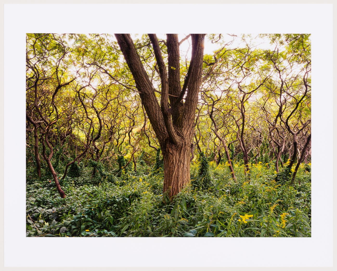 An Enduring Wilderness: black locust among sumacs, Sylvan Park, 2013