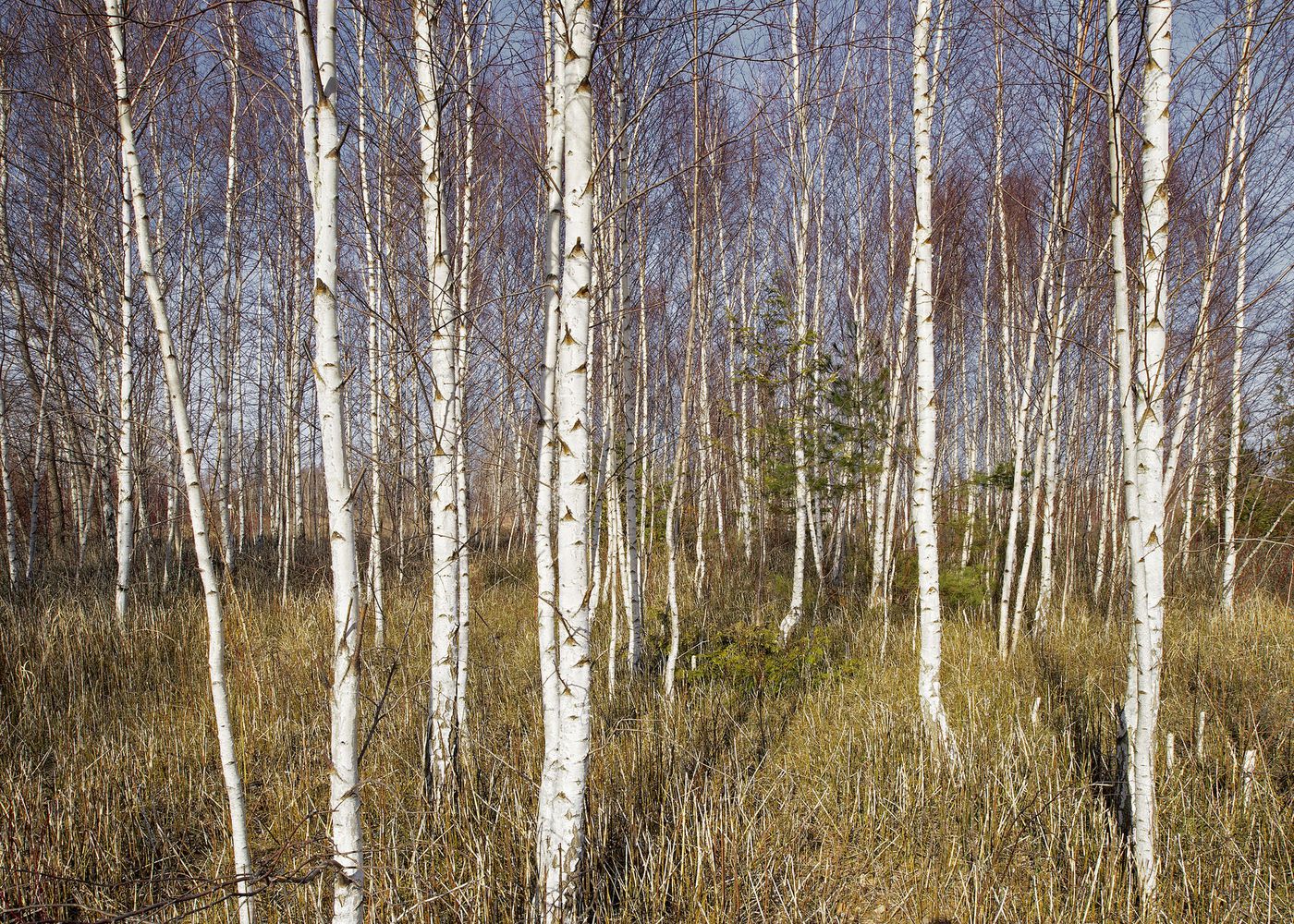 An Enduring Wilderness: Birch trees, Ward's Island Park, Toronto Islands