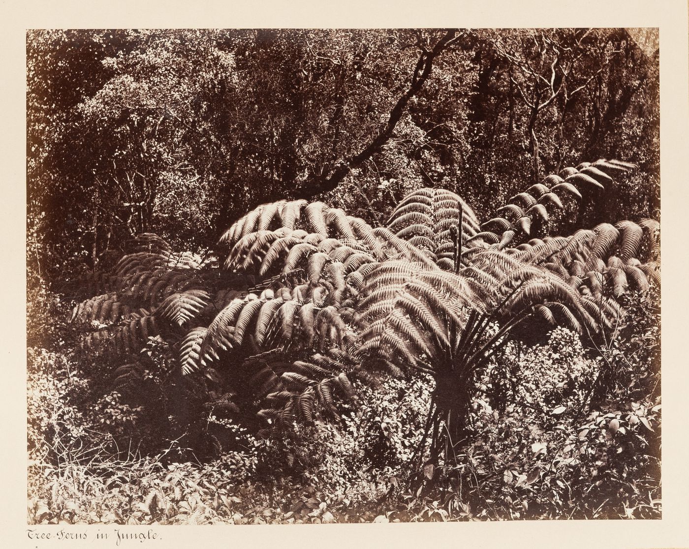 View of plants and trees, Ceylon (now Sri Lanka)