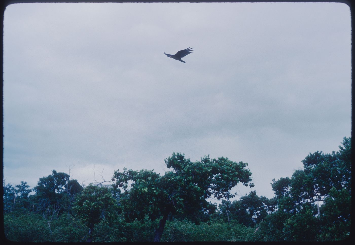 Bird in landscape, Jamaica