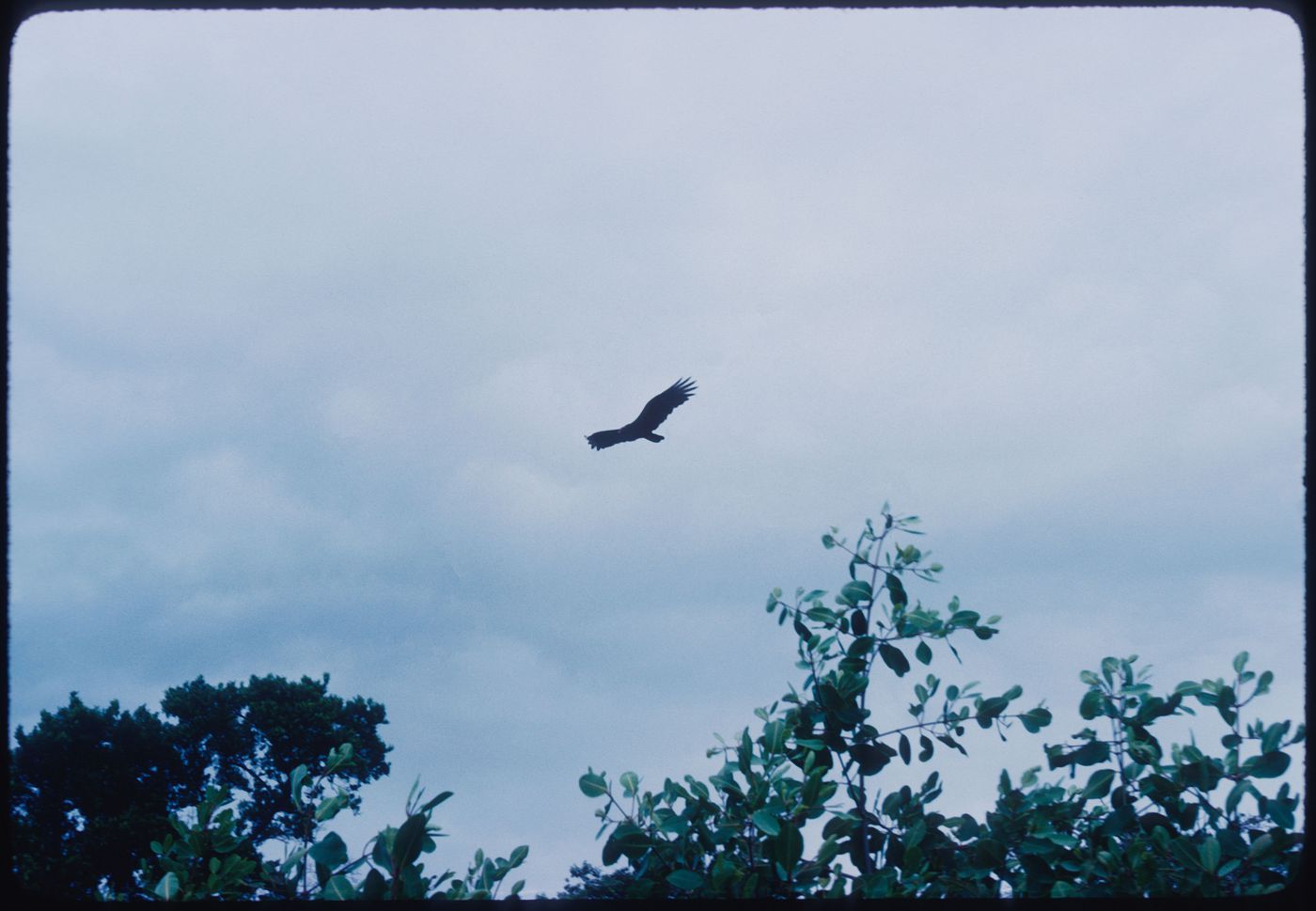 Bird in the landscape, Jamaica