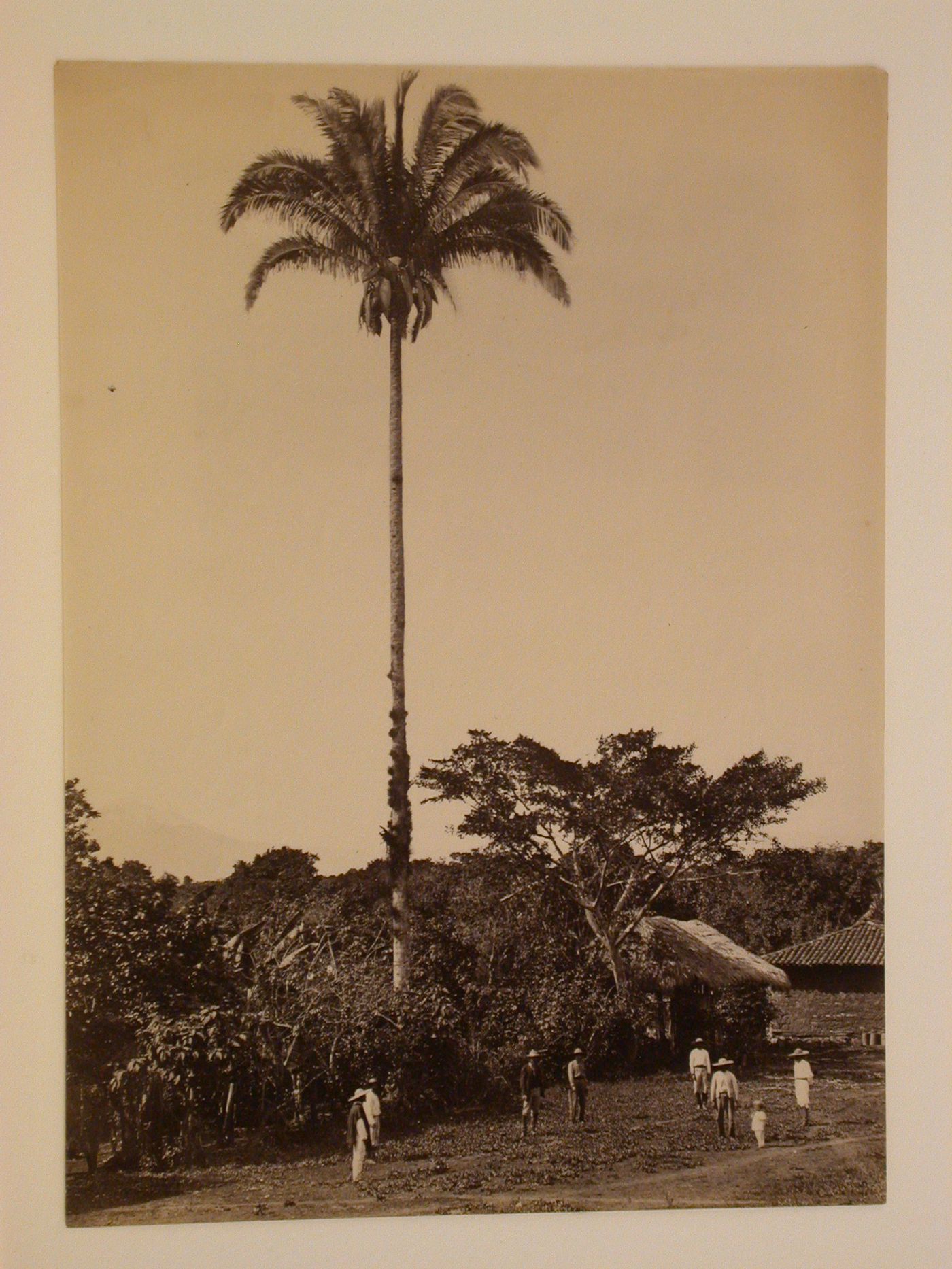 View of a palm tree and a group of people with huts and a forest in the background, Veracruz-Llave, Mexico