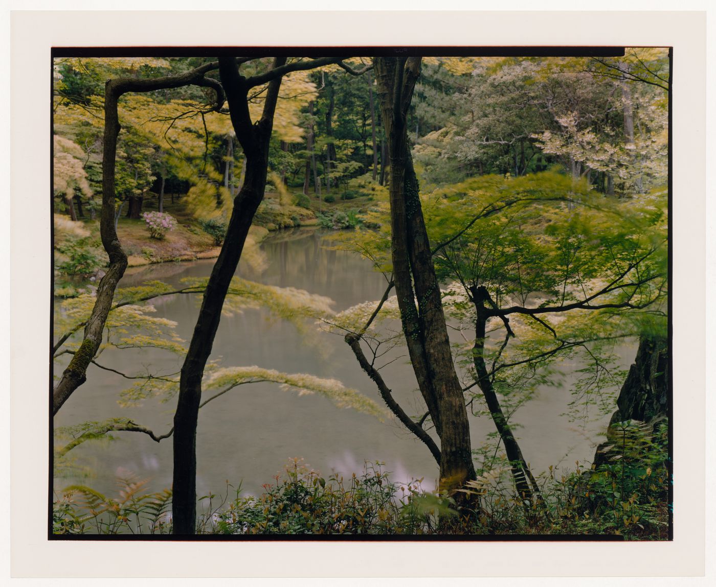 View of trees and a pond in the Moss Garden, Saihoji (also known as Kokedera [Moss Temple]), Kyoto, Japan
