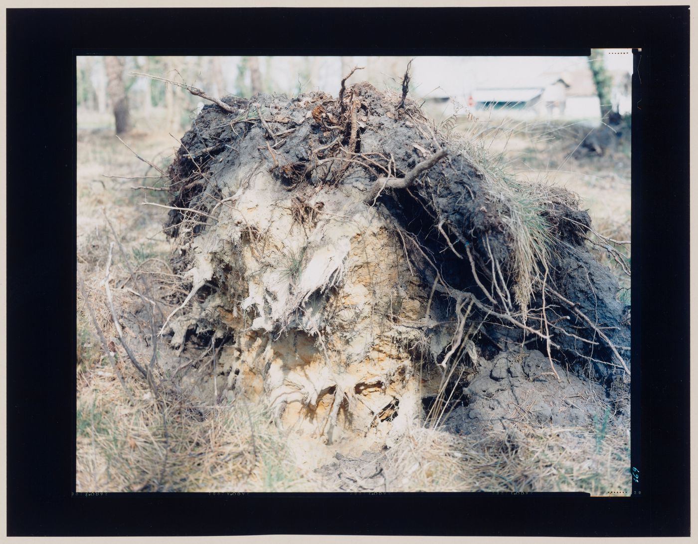 View of an exposed root-ball, Sabres, France (from the series "In between cities")