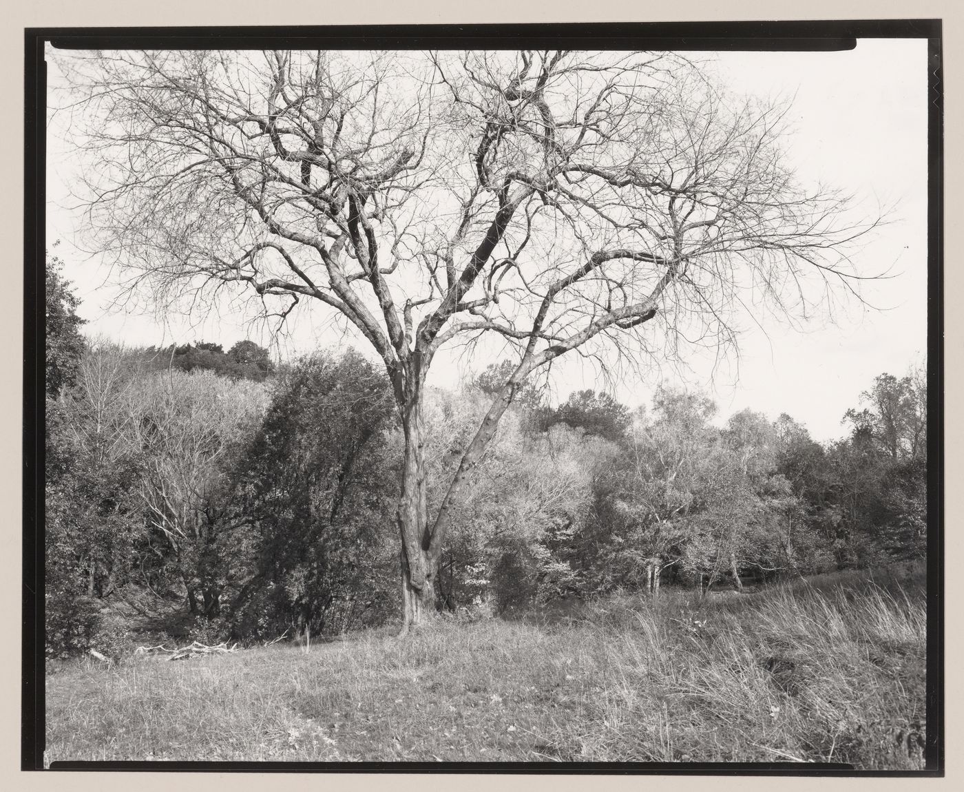 The Ravine (detail), Central Park, New York City, New York