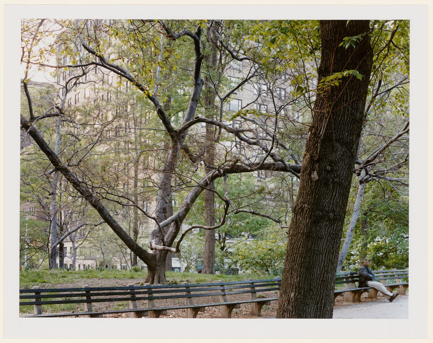 Viewing Olmsted: View of benches with trees, East Side, Central Park, New York City, New York