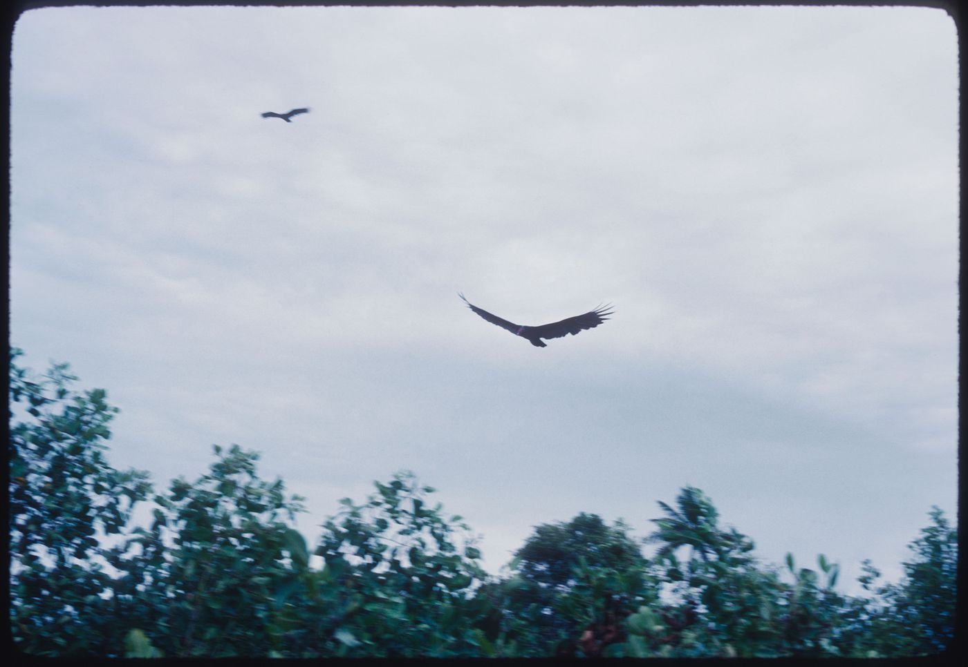 Birds in the landscape, Jamaica