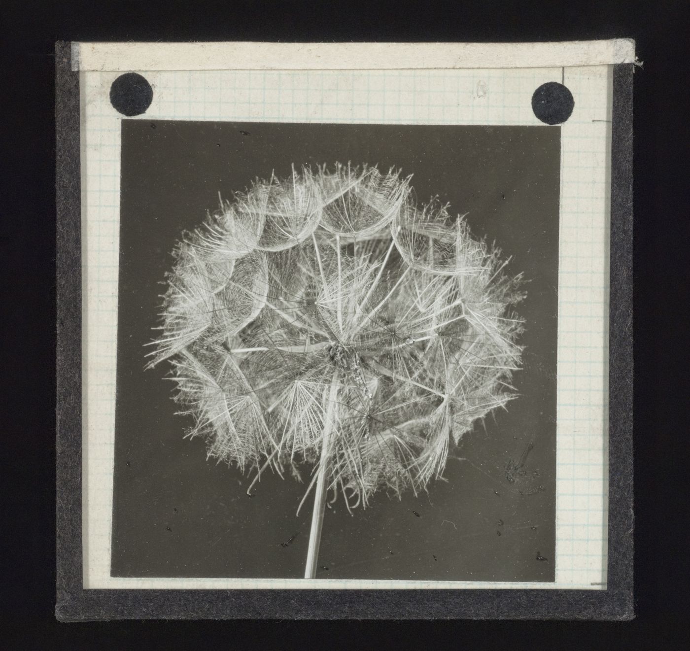 Photomicrograph of common dandelion