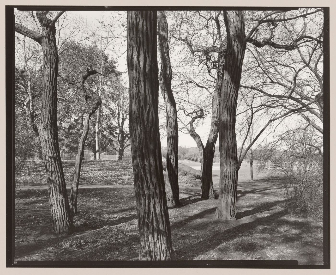 View of trees adjacent to the East Meadow, Central Park, New York City, New York