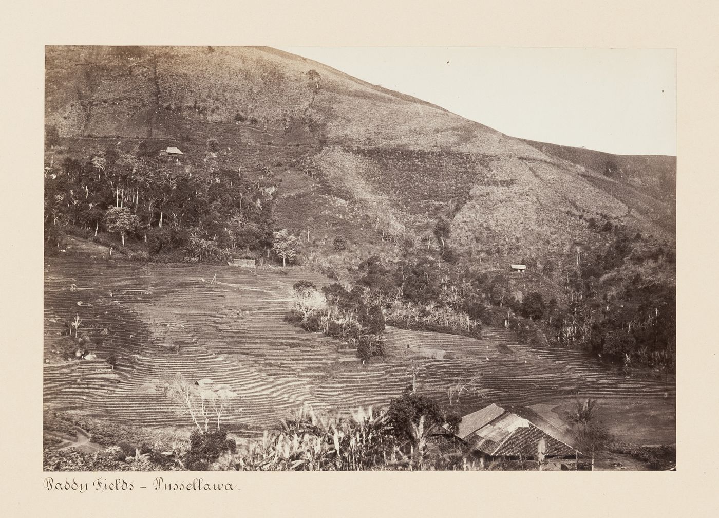 View of agricultural land and a mountain, Pussellawa, Ceylon (now Sri Lanka)