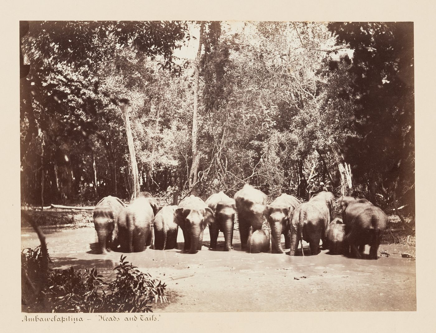 View of a herd of elephants in a pond, Ambawela, Ceylon (now Sri Lanka)