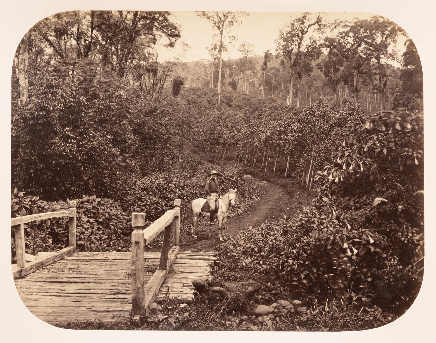 Portrait of a man on a horse at a cinchona plantation showing a wooden bridge in the foreground, the Preanger Regencies (now in Jawa Barat), Dutch East Indies (now Indonesia)