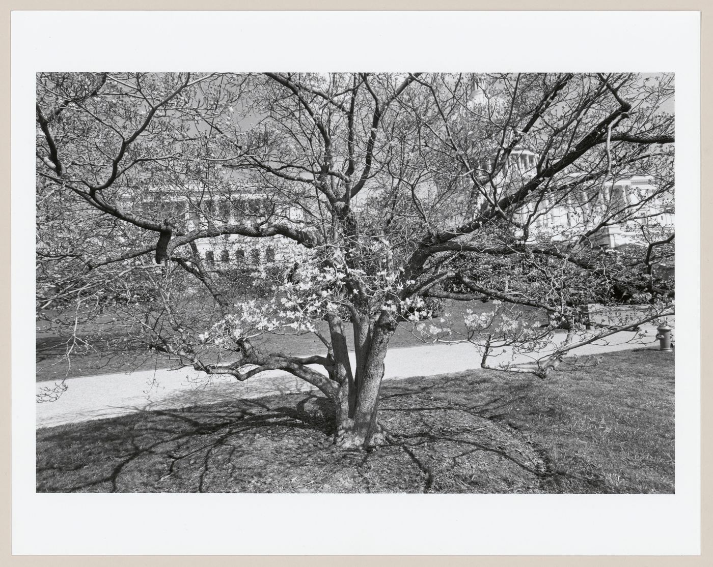 View of The Capitol, Washington, District of Columbia