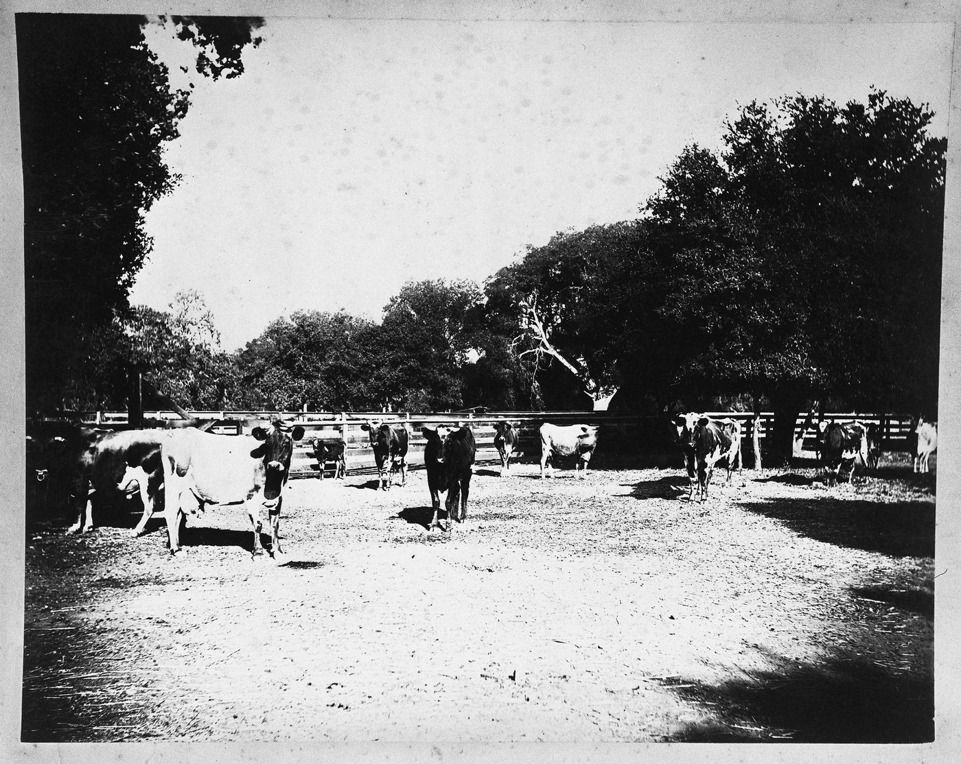 Cows in a corral, Linden Towers, James Clair Flood Estate, Atherton, California