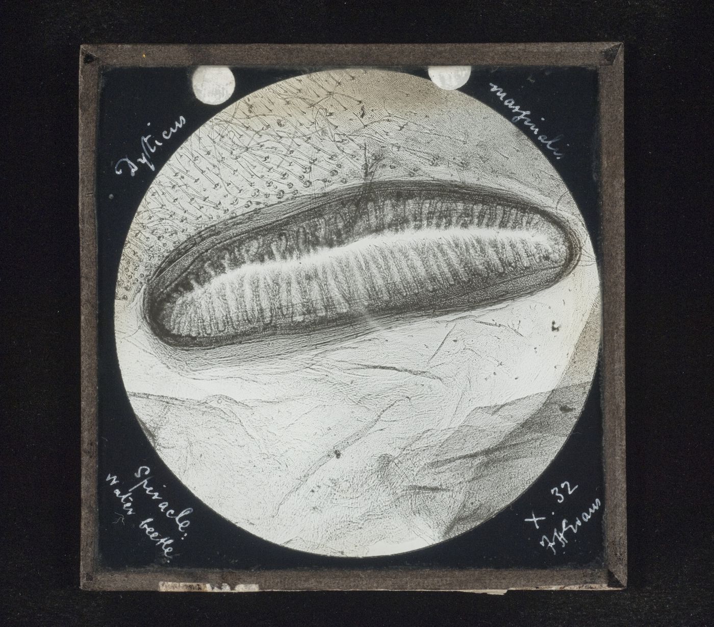 Photomicrograph of spiracle of water beetle (Dytiscus marginalis)