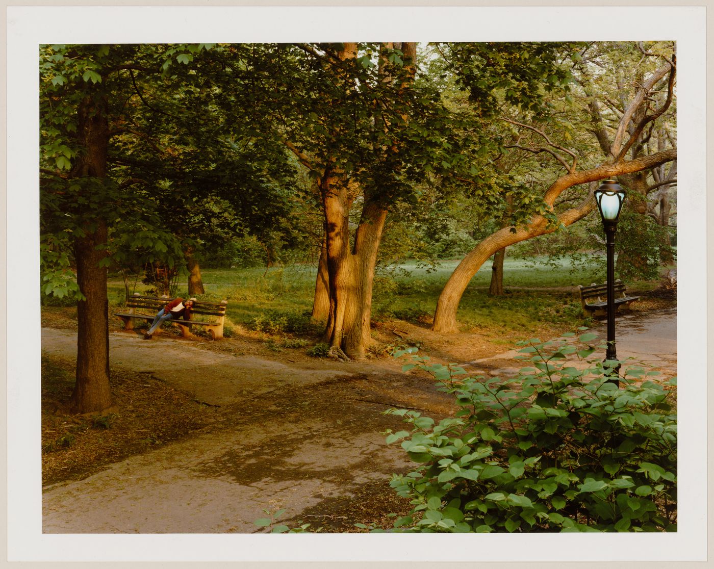 Viewing Olmsted: View of path with trees, The Ramble, Central Park, New York City, New York