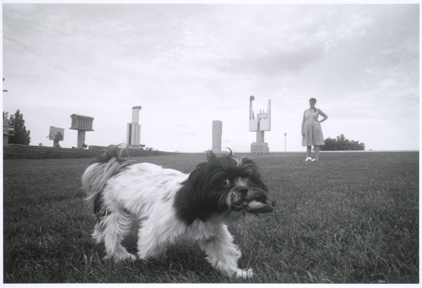 View of a Shih Tzu dog in the meadow with the allegorical columns in the background, CCA garden, Montréal, Québec, Canada