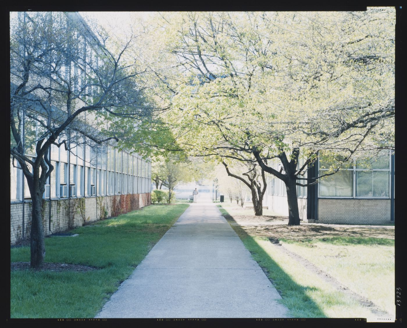 View of a tree-lined walkway, Wishnick Hall and Perlstein Hall, Illinois Institute of Technology, Chicago, Illinois