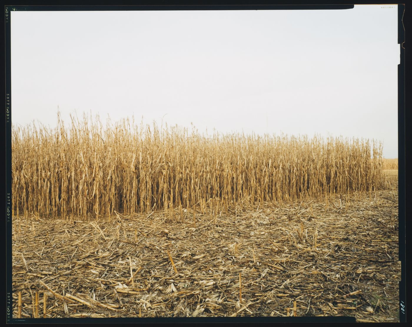 View of a corn field, beside the Cimitero Brion, San Vito d'Altivole, near Asolo, Italy