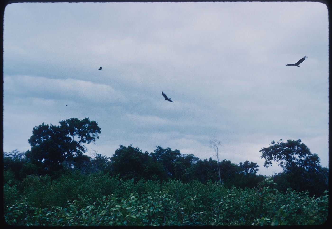 Birds in landscape, Jamaica