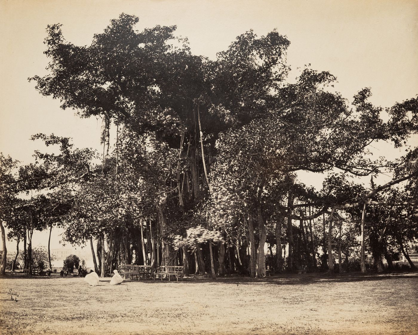 View of Barrackpur, near Calcutta, Park showing a Banyan Tree, Barrackpur, India