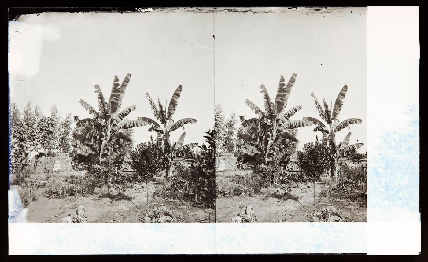 Stereograph of banana trees, Southern California, United States of America