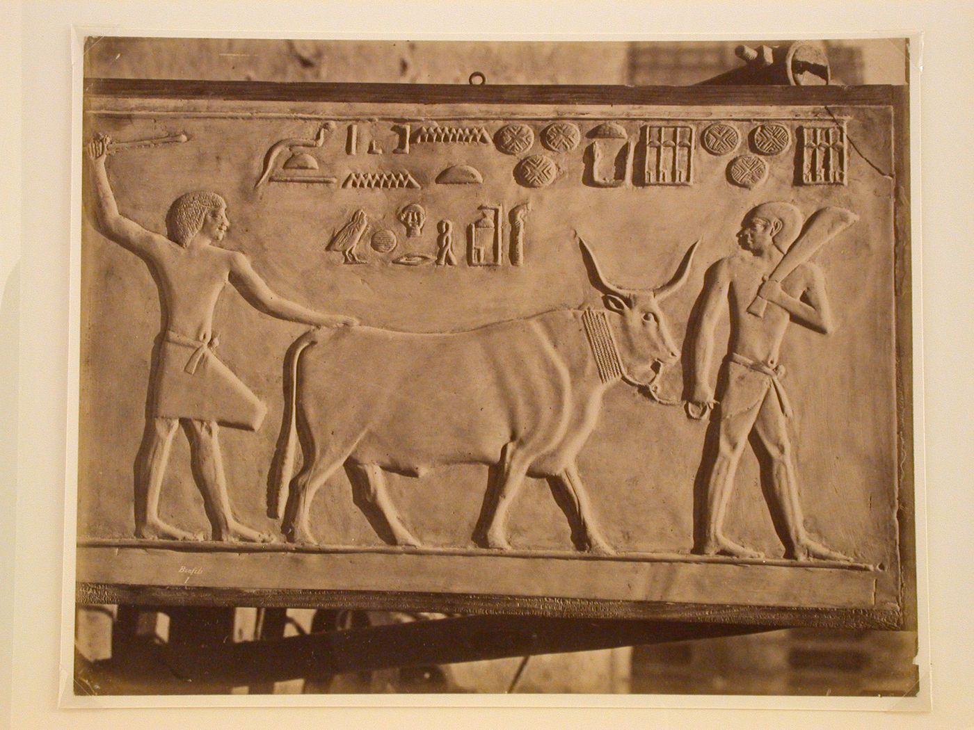 Vache trouve a Sakara, Egypte