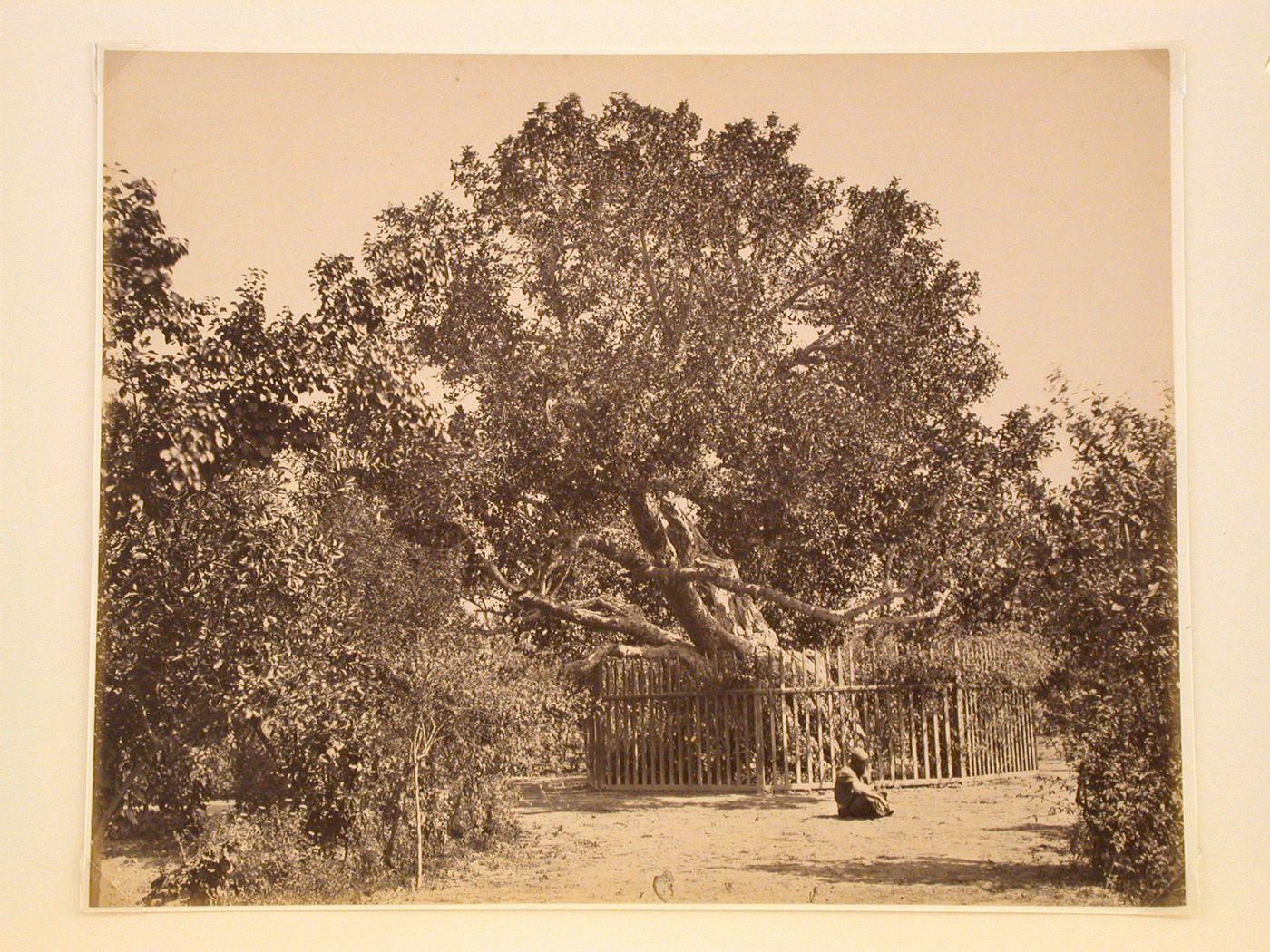 Tree study, Cairo, Egypt