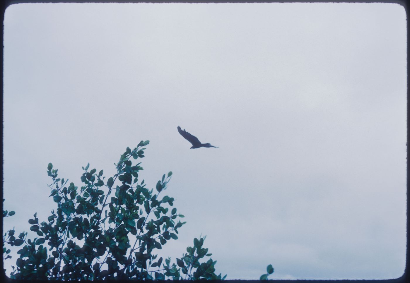 Bird in the landscape, Jamaica