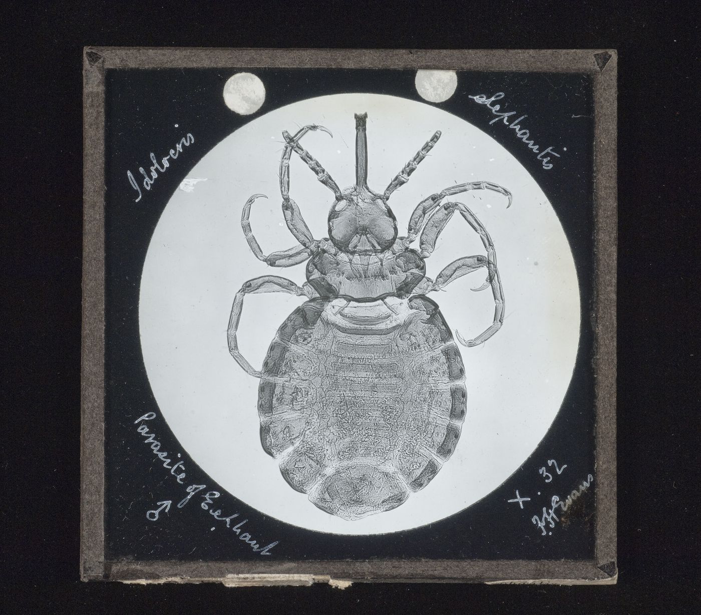 Photomicrograph of male parasite of elephant