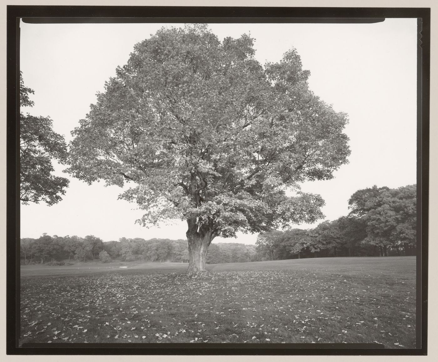 Single Tree, Country Meadow, Franklin Park, Boston, Massachusetts