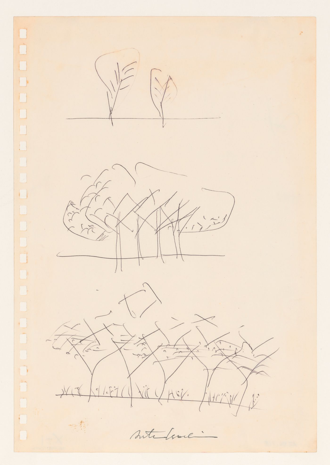 Sketch of a grouping of trees for the Clusters in the Air Project, Tokyo