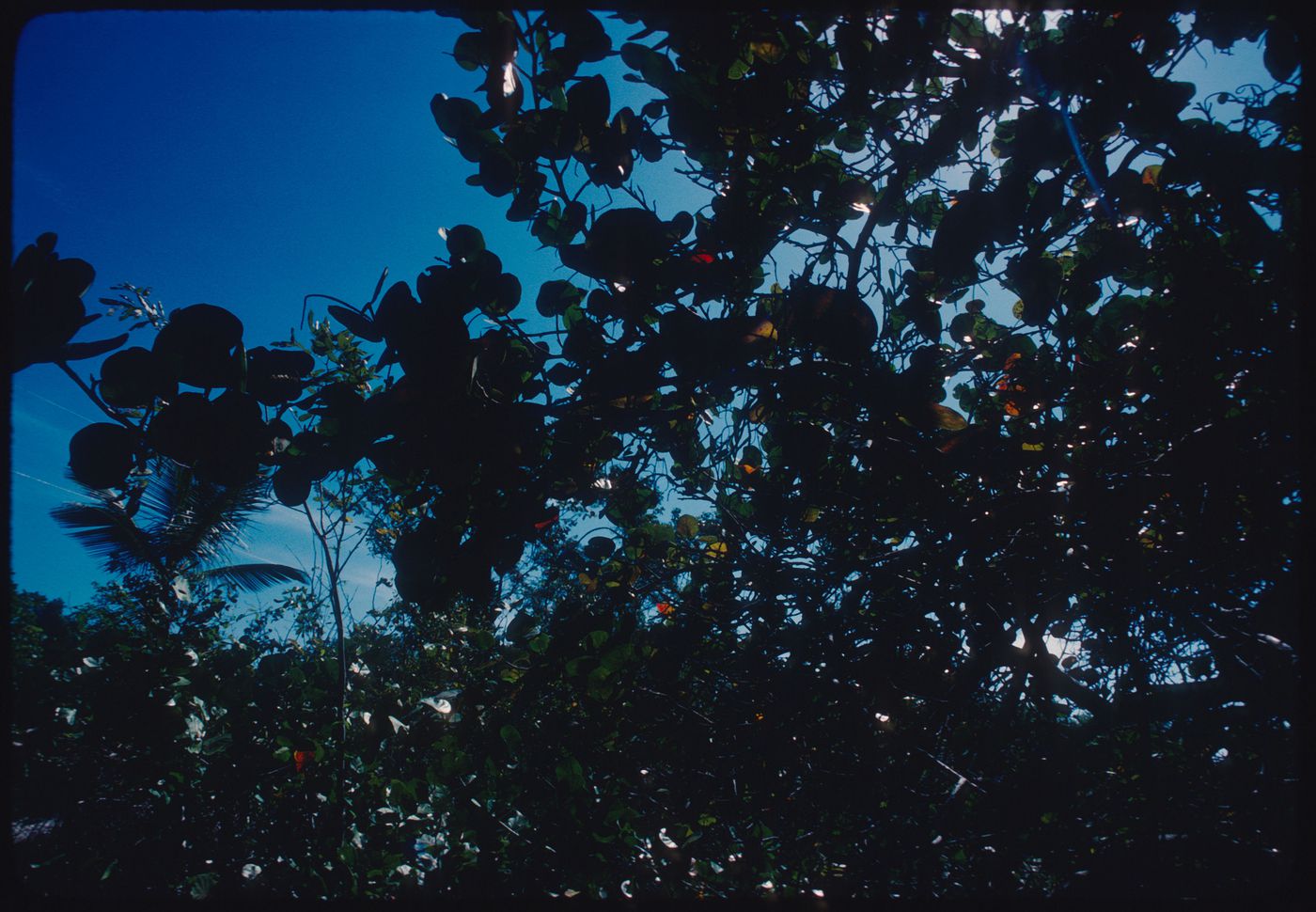 Fruit trees, Jamaica