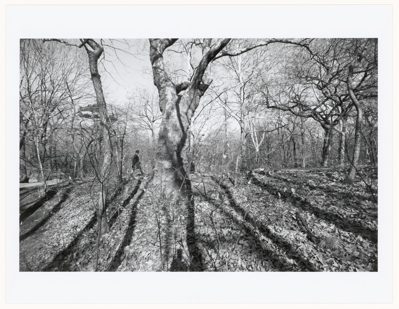 Prospect Park, Brooklyn, New York City, New York