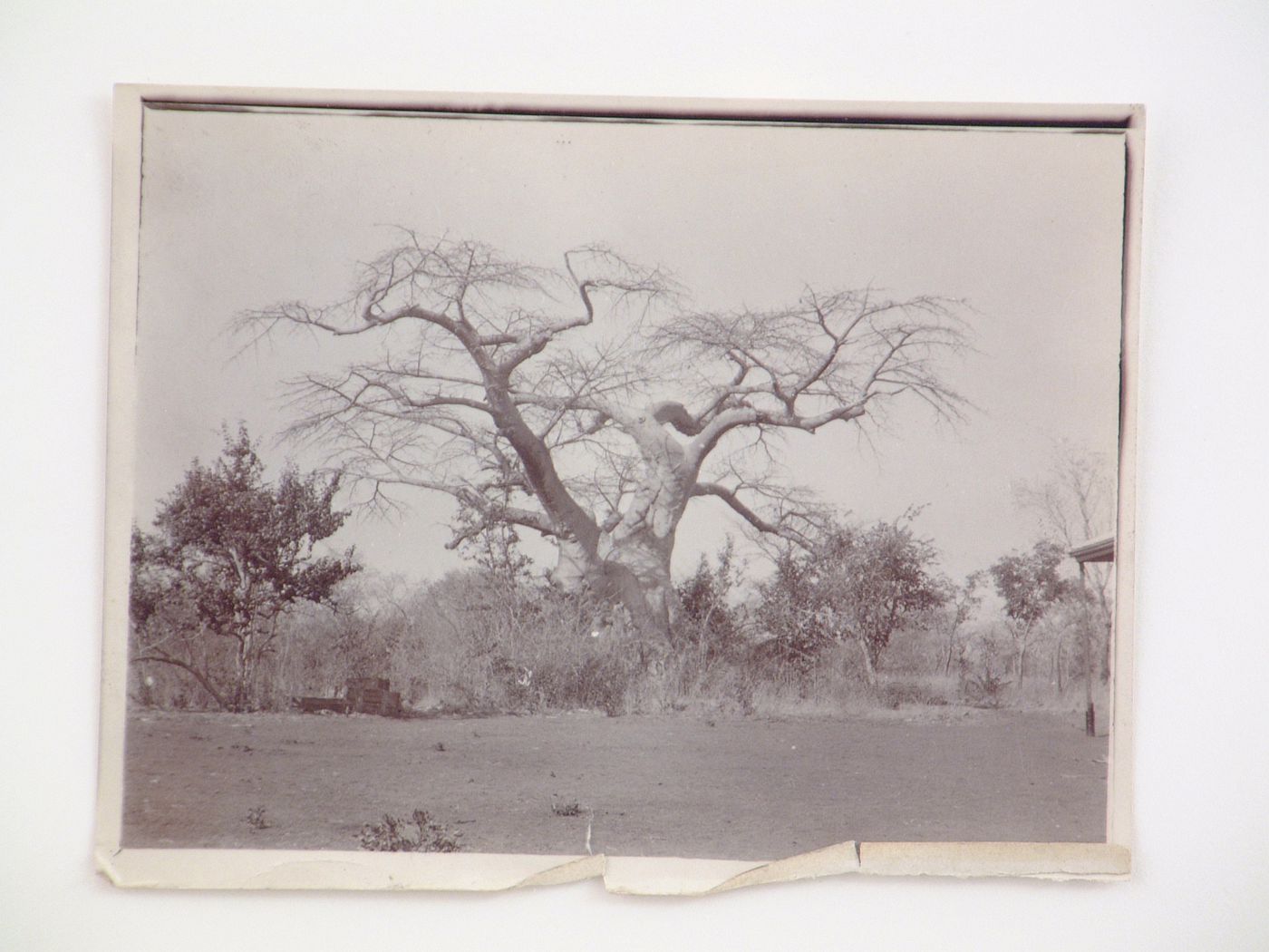 View of a tree, near Zambezi River