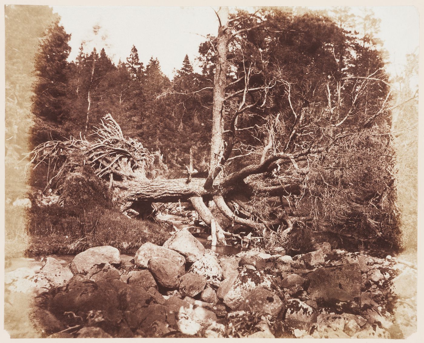 Fallen Tree, Braemar