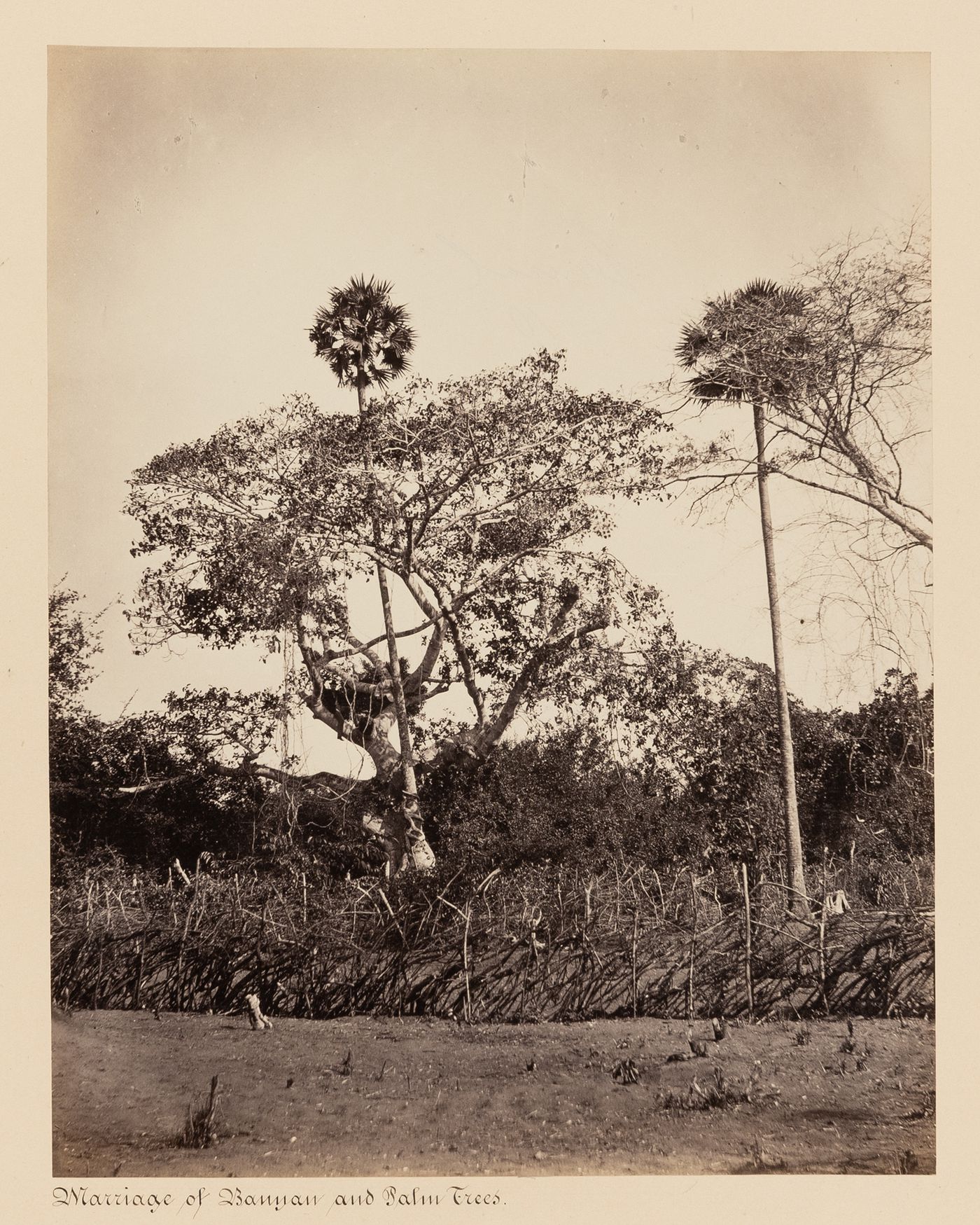 View of a banyan tree and palm trees, Ceylon (now Sri Lanka)