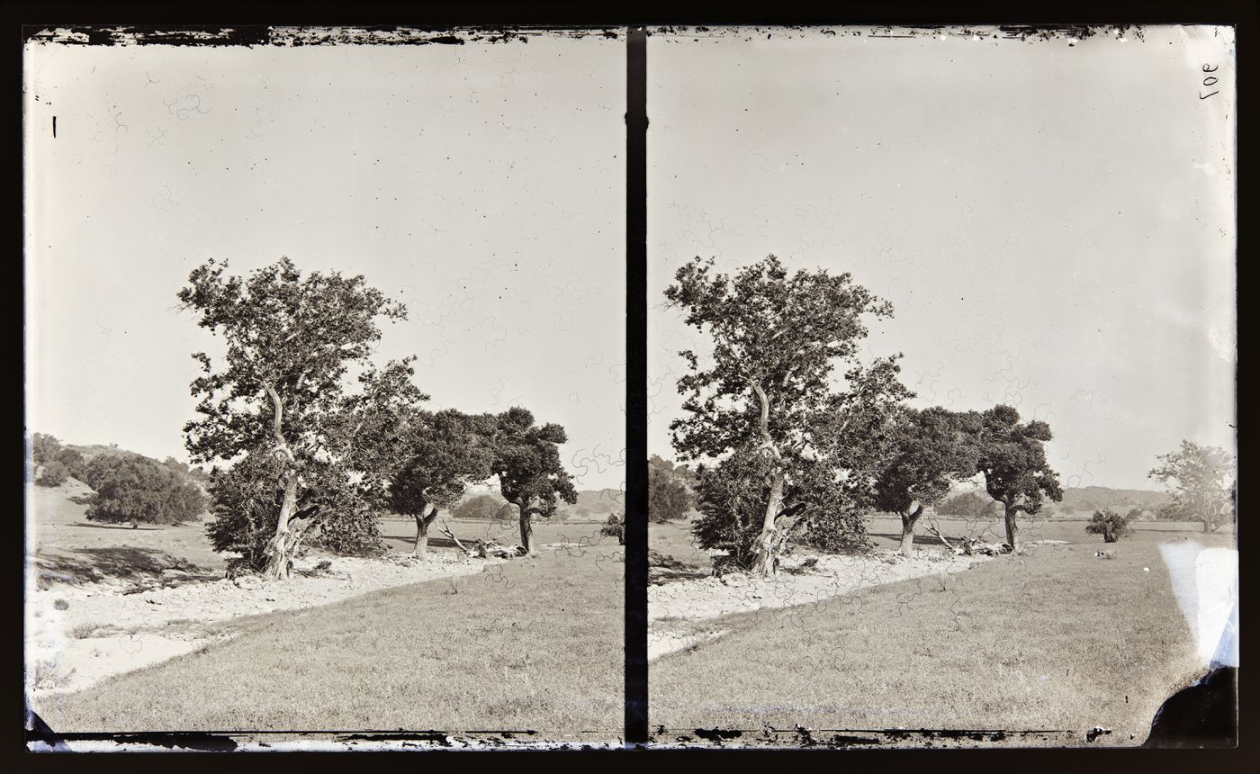 Stereograph of oak trees, Southern California, United States of America