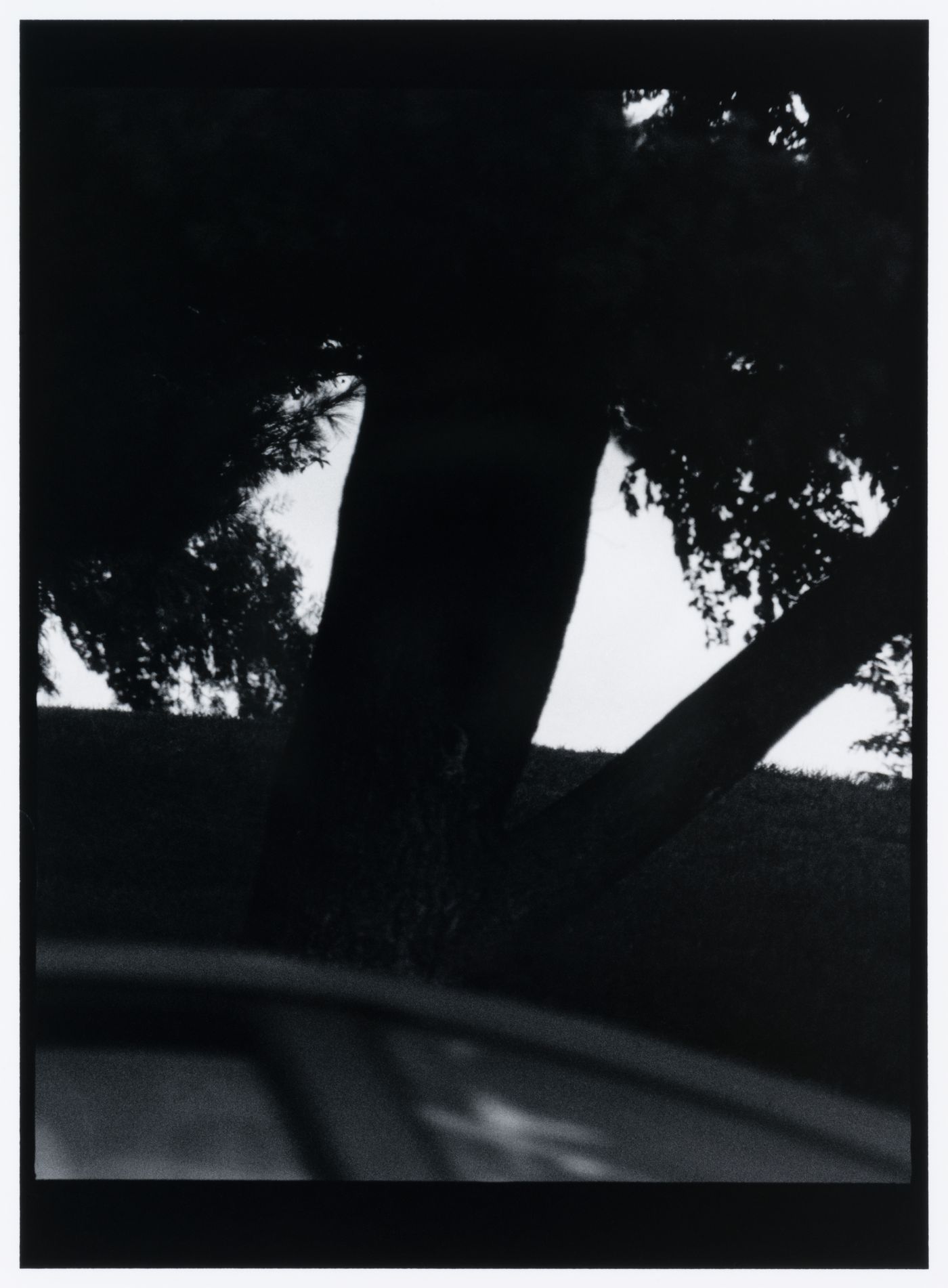 View of a tree showing the edge of a stone [?] structure in the foreground, Washington D.C., United States, from the series "Empire"