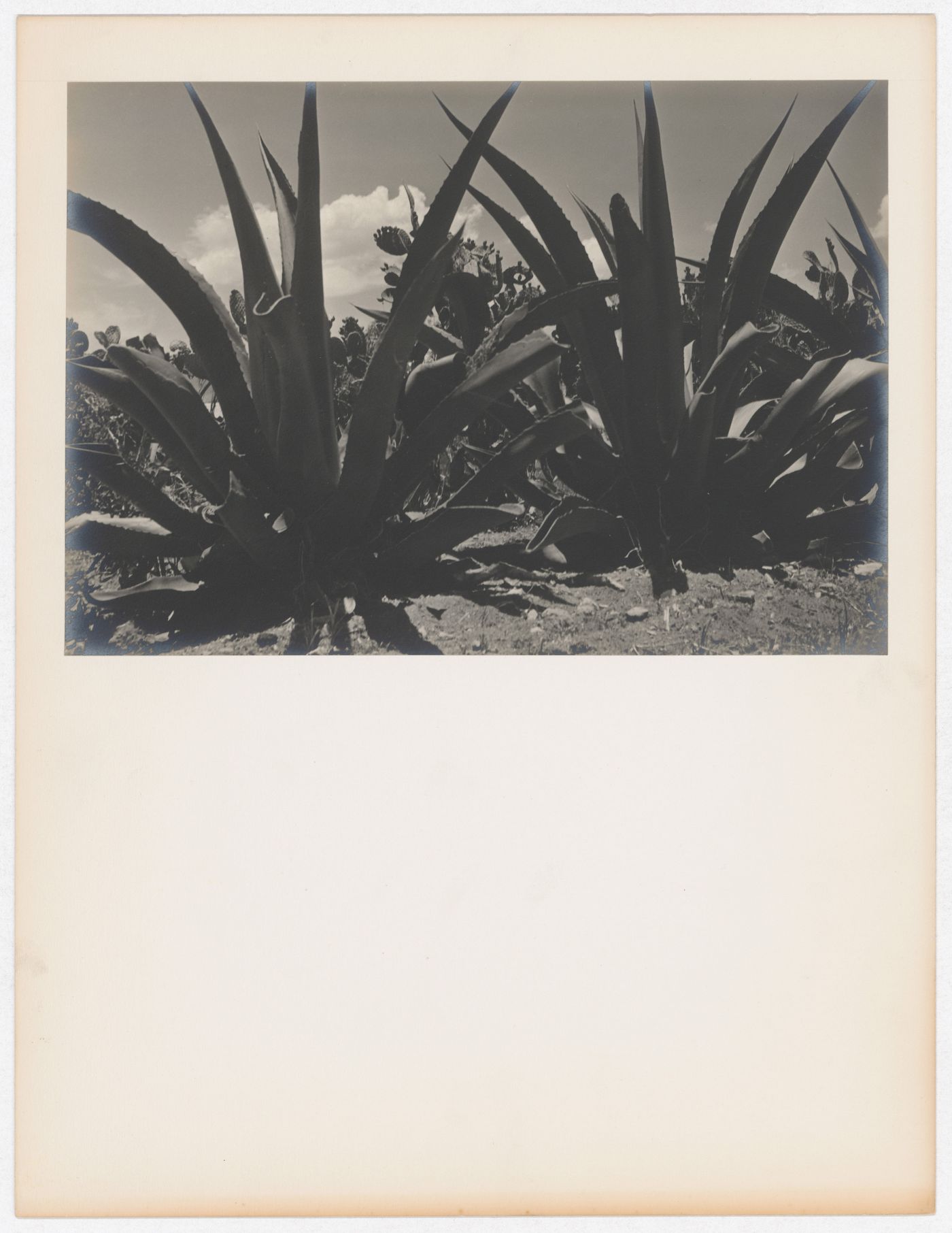 View of maguey plant, Mexico